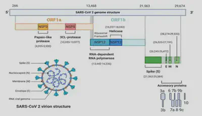 SARS-Cov2 virion structure